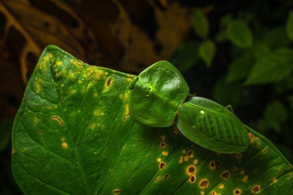 Choeradodis_rhombicollis_1