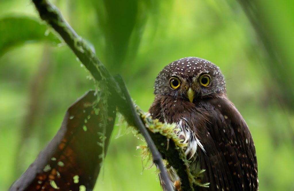 CloudforestPygmyOwl2
