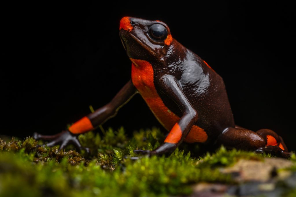 Oophaga_histrionica
