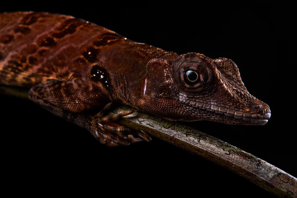 anolis_latifrons