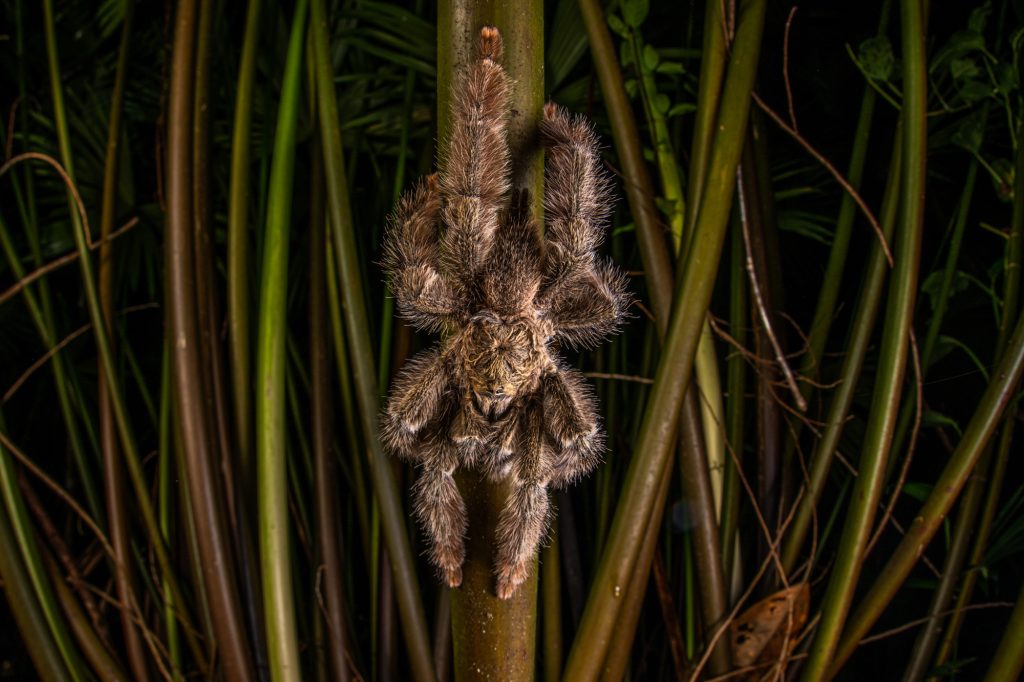 arboreal_tarantula