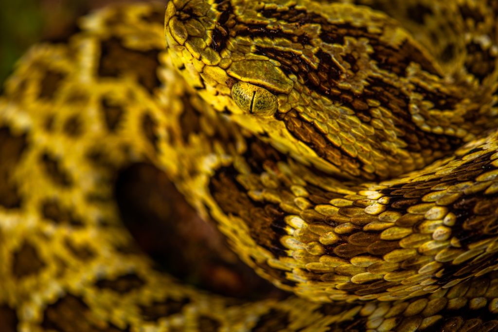 bothrops_punctatus_juvenile_3