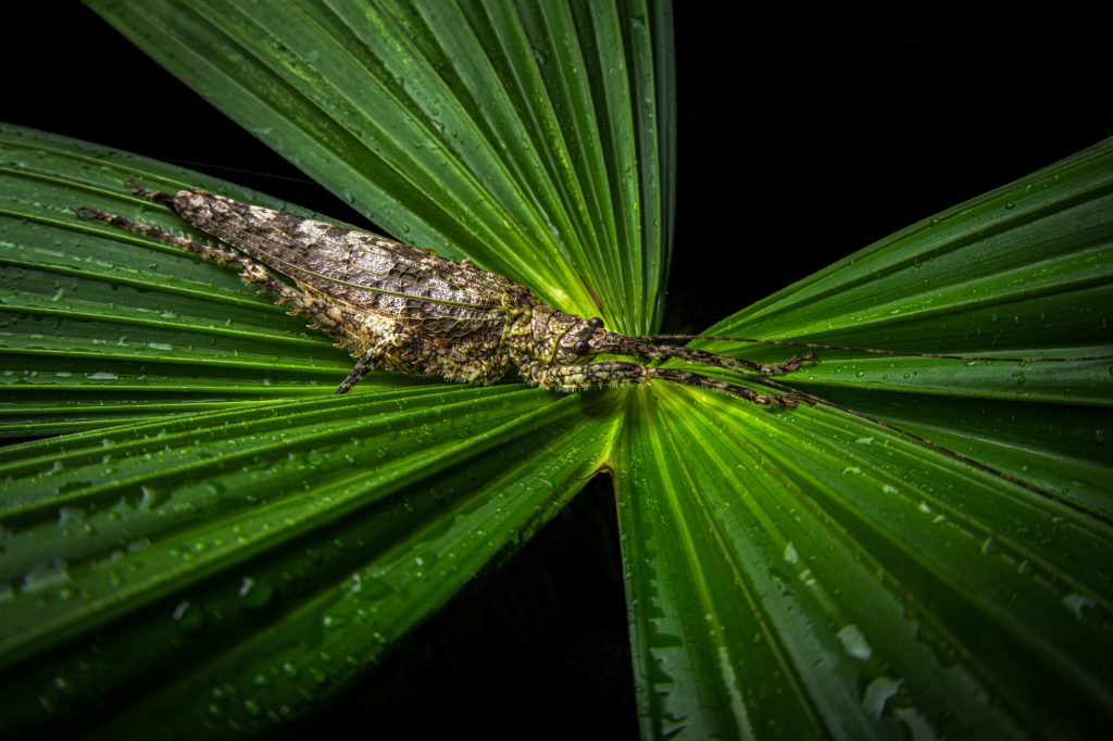 katydid_palm_bahia
