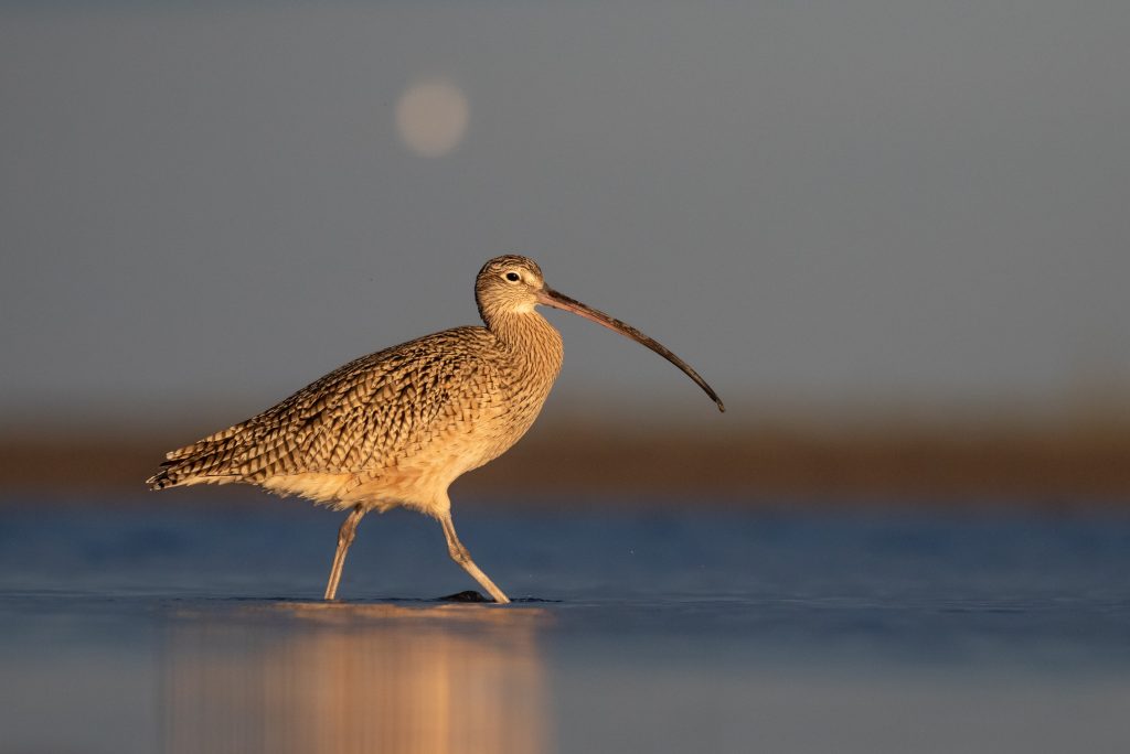 longbilledcurlew1-joelsuch-copy longbilledcurlew1-joelsuch-copy