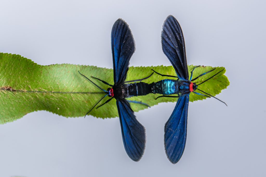 mating_zygaenid_moths_montezuma_1400m