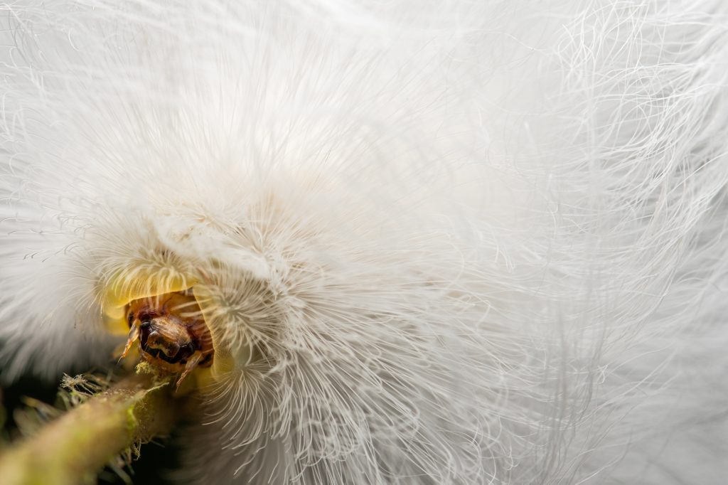 megalopygidae_caterpillar