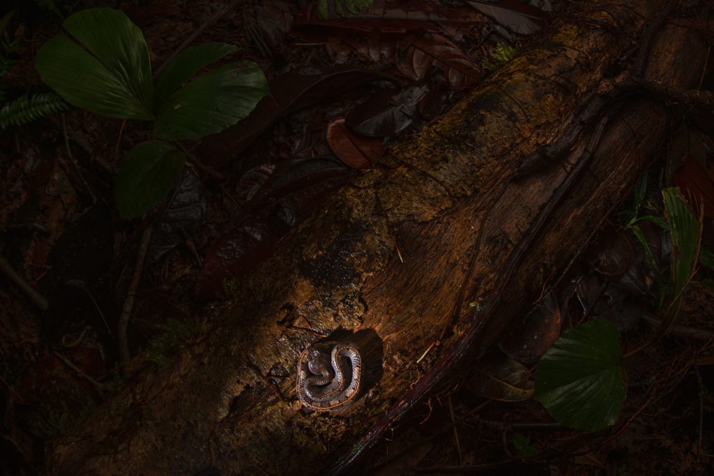 porthidium_nasutum_wide_1