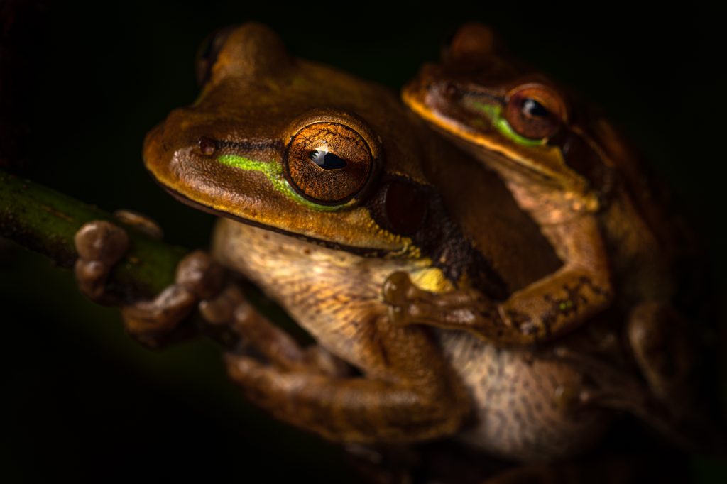 smilisca_phaeota_amplexus